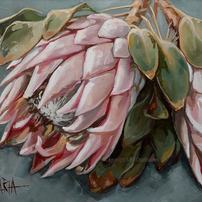 Koningsblomme | Canvas Prints